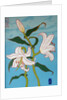 White lily on a blue background, 2010 by Timothy Nathan Joel