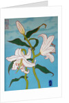 White lily on a blue background, 2010 by Timothy Nathan Joel