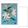White lily on a blue background, 2010 by Timothy Nathan Joel