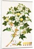 Gopypium Arboreum or Cotton Plant, c.1805-18 by School Chinese