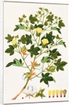 Gopypium Arboreum or Cotton Plant, c.1805-18 by School Chinese