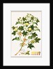 Gopypium Arboreum or Cotton Plant, c.1805-18 by School Chinese
