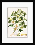 Gopypium Arboreum or Cotton Plant, c.1805-18 by School Chinese