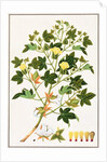 Gopypium Arboreum or Cotton Plant, c.1805-18 by School Chinese