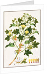 Gopypium Arboreum or Cotton Plant, c.1805-18 by School Chinese