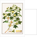Gopypium Arboreum or Cotton Plant, c.1805-18 by School Chinese