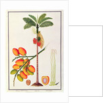 Pinang Betle Nut Tree by School Chinese