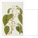 Betel Leaf by School Chinese