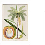 Cocoa Nut Tree by School Chinese