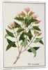 Boongo Chinkie, Eugenia Caryophyllatallen or Clove by School Chinese