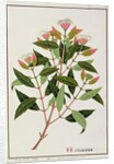Boongo Chinkie, Eugenia Caryophyllatallen or Clove by School Chinese