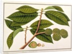 Brangam or Malay Chestnut by School Chinese