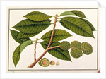 Brangam or Malay Chestnut by School Chinese