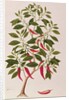 Chilly or Capsicum, 'Drawings of Plants from Malacca', c.1805-18 by School Chinese