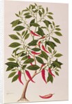 Chilly or Capsicum, 'Drawings of Plants from Malacca', c.1805-18 by School Chinese
