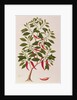 Chilly or Capsicum, 'Drawings of Plants from Malacca', c.1805-18 by School Chinese