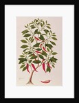 Chilly or Capsicum, 'Drawings of Plants from Malacca', c.1805-18 by School Chinese