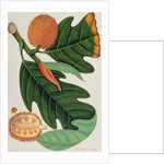 Trab or Artocarpus incesses by School Chinese