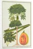 Papaya, The Papau or Caica Papaya by School Chinese