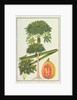 Papaya, The Papau or Caica Papaya by School Chinese