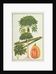 Papaya, The Papau or Caica Papaya by School Chinese
