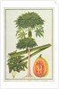 Papaya, The Papau or Caica Papaya by School Chinese