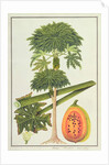 Papaya, The Papau or Caica Papaya by School Chinese