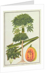Papaya, The Papau or Caica Papaya by School Chinese