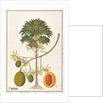 dapai-ah Tambay or Carica by School Chinese