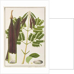 Midnight Horror by School Chinese