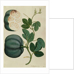 Mendickay or Water Melon by School Chinese