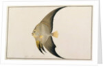 Long-finned Batfish by School Chinese