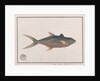 Indo-Pacific King Mackerel by School Chinese
