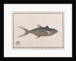 Indo-Pacific King Mackerel by School Chinese