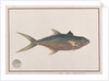 Indo-Pacific King Mackerel by School Chinese