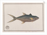 Indo-Pacific King Mackerel by School Chinese