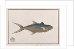 Indo-Pacific King Mackerel by School Chinese