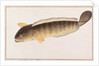 Common Snakehead by School Chinese