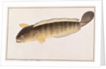Common Snakehead by School Chinese