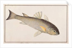 Grey Mullet by School Chinese