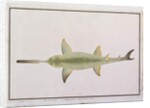 Sword Snouted Shark, Eeu parrang, Squalus poristis by School Chinese
