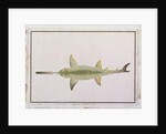 Sword Snouted Shark, Eeu parrang, Squalus poristis by School Chinese
