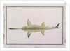 Sword Snouted Shark, Eeu parrang, Squalus poristis by School Chinese