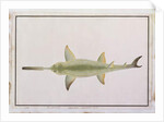 Sword Snouted Shark, Eeu parrang, Squalus poristis by School Chinese