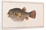 Reticulated Pufferfish by School Chinese