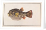Reticulated Pufferfish by School Chinese