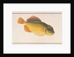 Putterfish by School Chinese