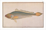Bronze Croaker by School Chinese