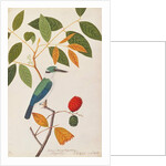 Collared Kingfisher by School Chinese