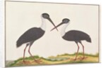 Woolly-necked Stork by School Chinese